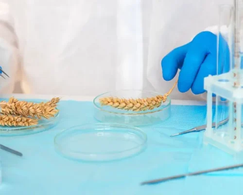 Labortechniker mit blauen Handschuhen untersucht Roggenkörner in Glasbehältern, symbolisch für die Lebensmittel‑ und Getränkeindustrie.